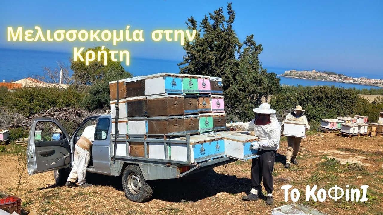 Κόβοντας παραφυάδες στην Κρήτη | Μελισσοκομία 2023 | Beekeeping ''Το ΚοΦινΙ''