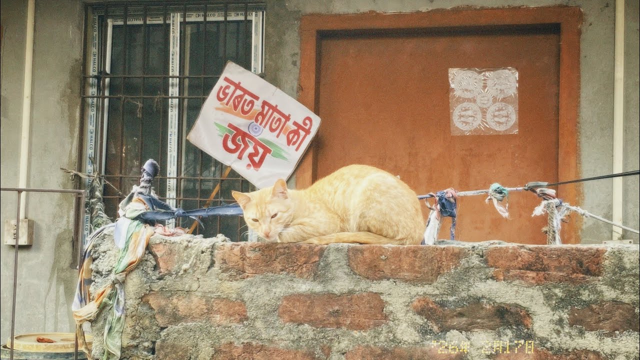 Russian billi 🐈