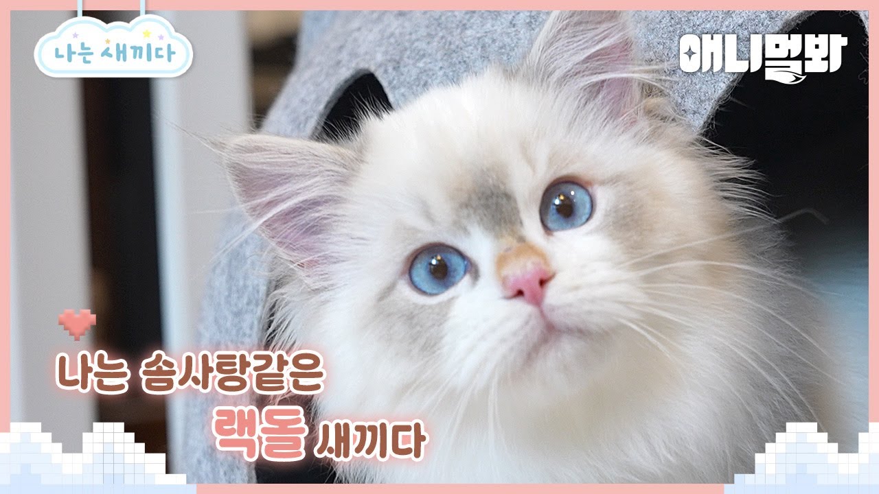 나는 태어난 지 4개월 된 랙돌 새끼다 [애니멀봐 나새끼 110호]ㅣI'm 4 Month Old Ragdoll Baby [I'm A Baby 110th]