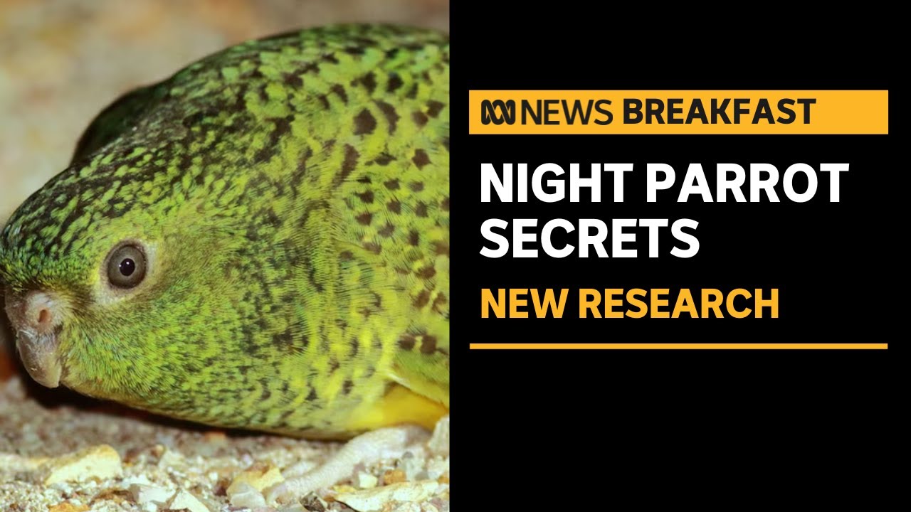 Unlocking the genetic secrets of the night parrot, one of the world's rarest birds | ABC News