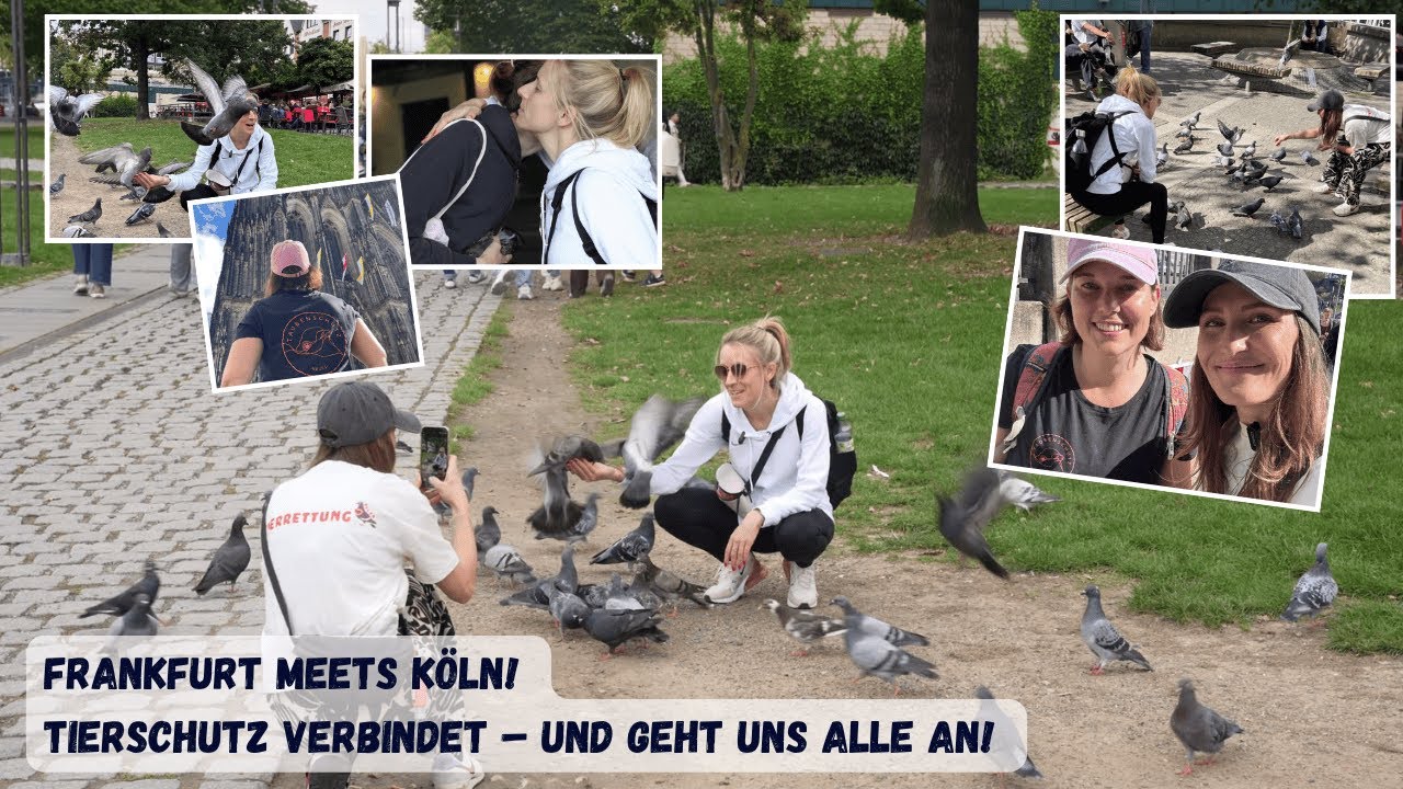 Frankfurt x Köln - Taubenschutz=Zusammenhalt!