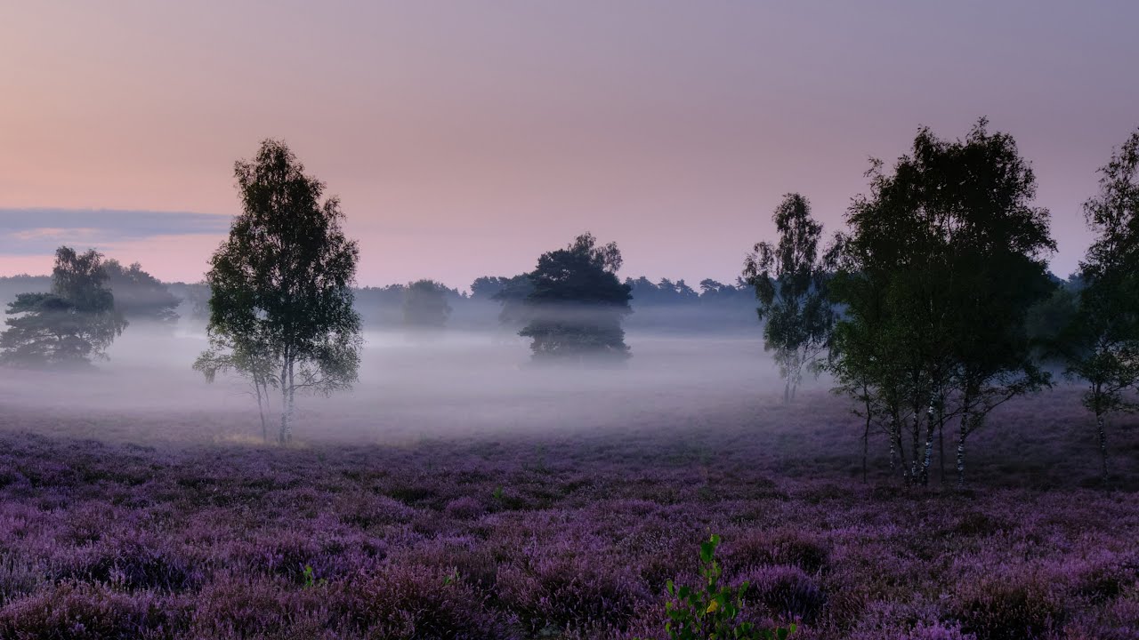 Landschaftsfotografie in der Westruper Heide - Bodennebel, blühende Heide, Sonnenaufgang & Vollmond