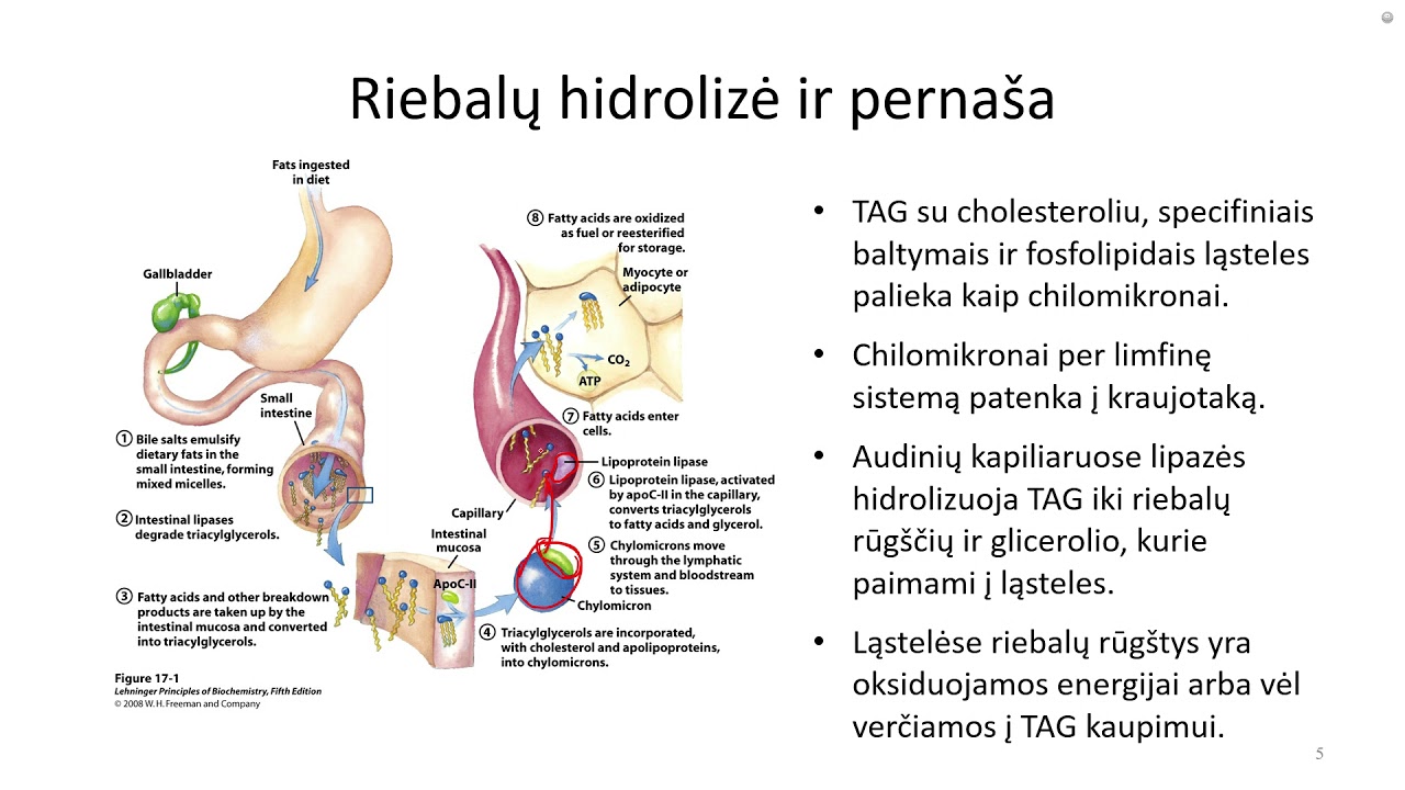 Lipidų metabolizmas I.  Virškinimas ir pernaša organizme