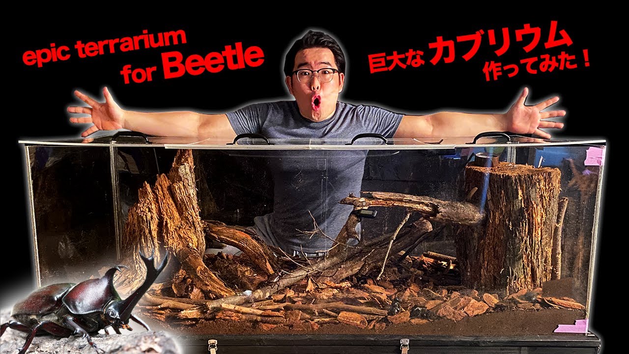 【カブトムシ】巨大飼育ケースを作ってみた！テラリウムならぬカブリウム！クワリウム！ビバリウム！自作！