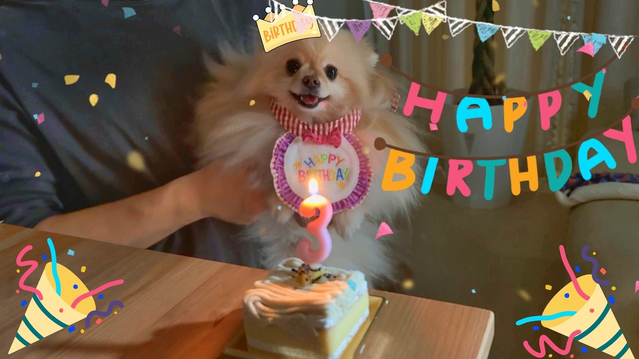 【生誕祭】３歳の誕生日を迎えるポメラニアンゆきみ