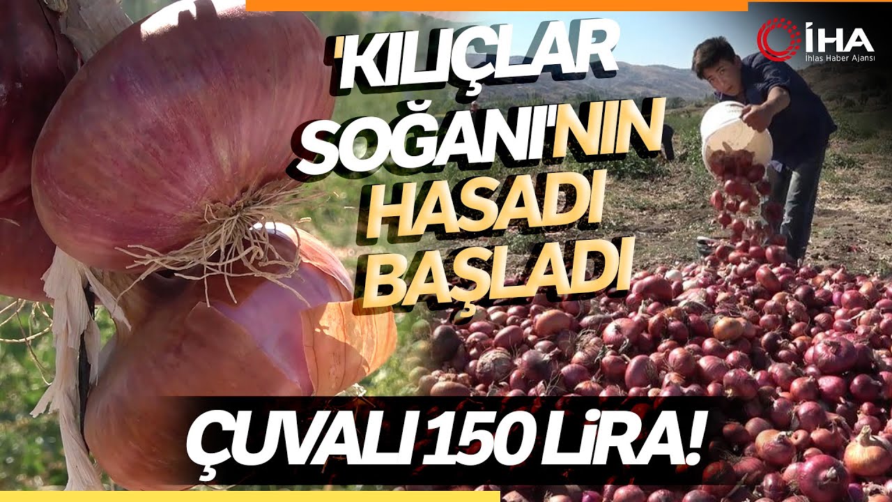 Coğrafi İşaretli 'Kılıçlar Soğanı'nın Hasadı Başladı