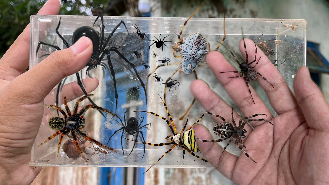 Hunting Spider , Again!