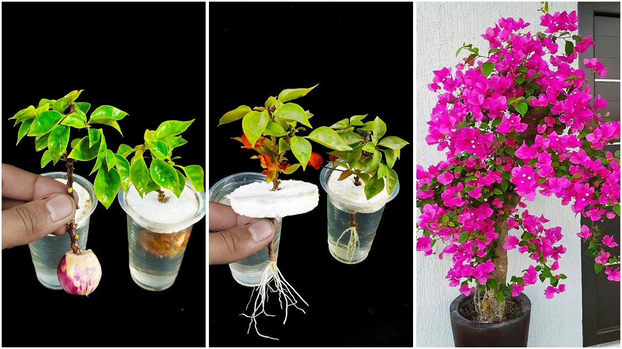 Simple method for grow bougainvillea plant at home from cutting || Best idea for gardening