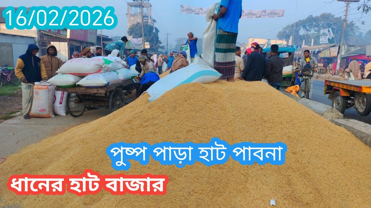 16 February 2026 আজকের ধানের বাজার দর। Paddy rice market price rate in pabna Bangladesh 