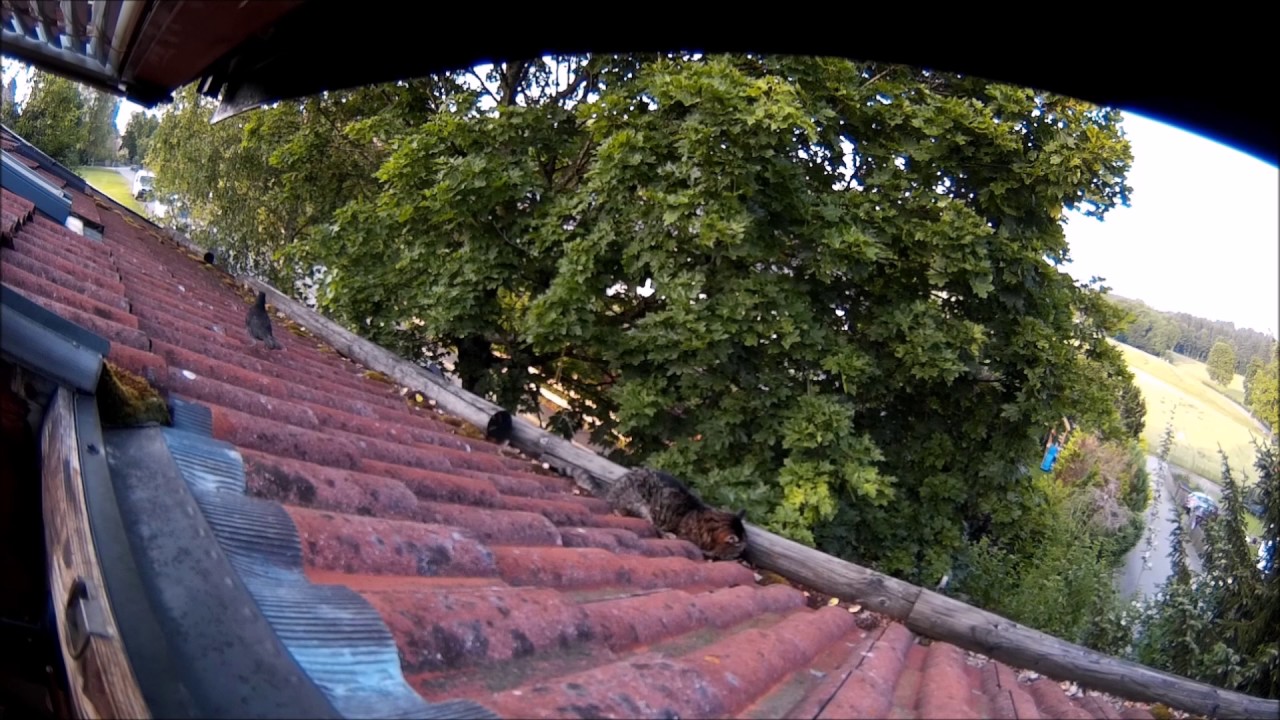 30 Bird Attacks over 15 Min