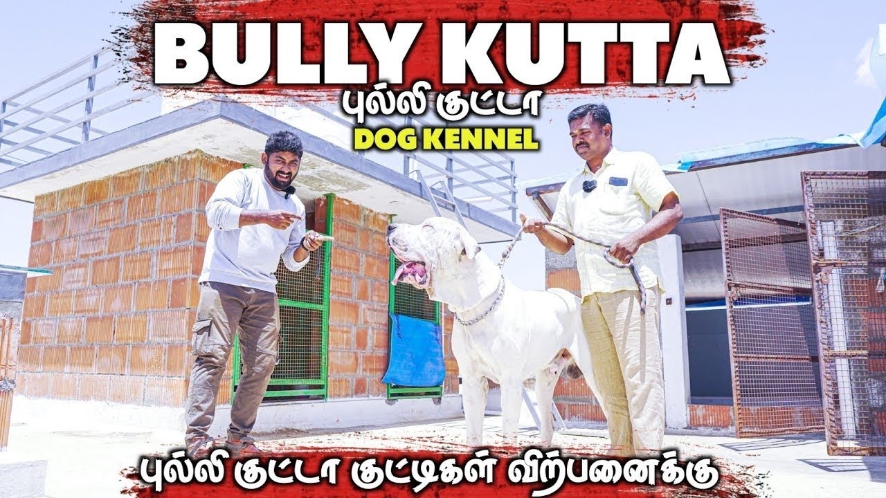 Bully kutta dog kennel in Coimbatore-கம்மி விலைக்கு தரமான புல்லி குட்டா நாய்கள்-#alangu #bullykutta 