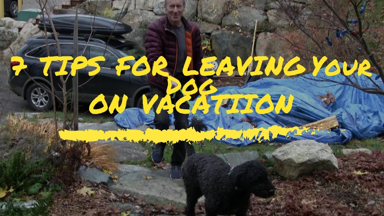 7 Tips For Leaving Your Dog On Vacation