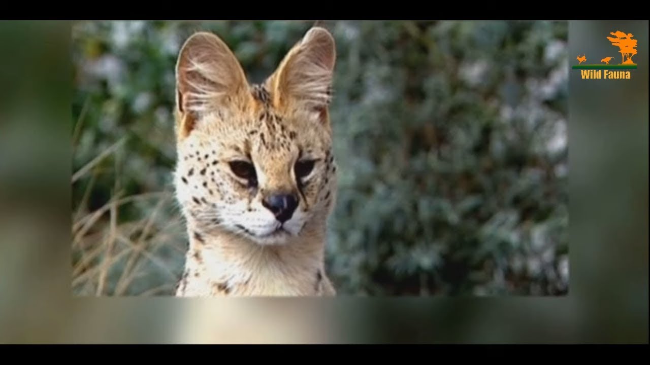 Wild Fauna / Хищник Африки / 3 часть