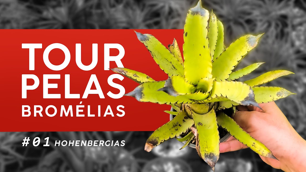 TOUR PELAS MINHAS BROMÉLIAS #01 - GÊNERO HOHENBERGIA