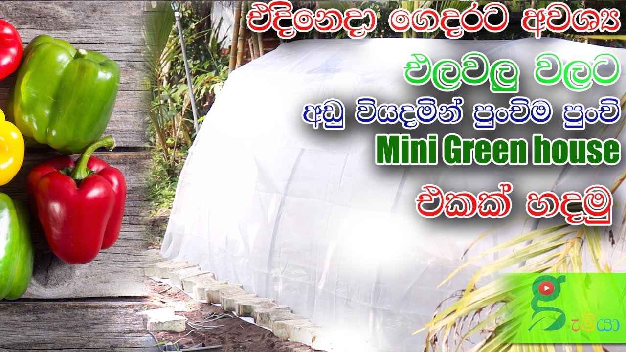 155 how to make a mini polytunnel  සරලව අඩු වියදමකින් green house