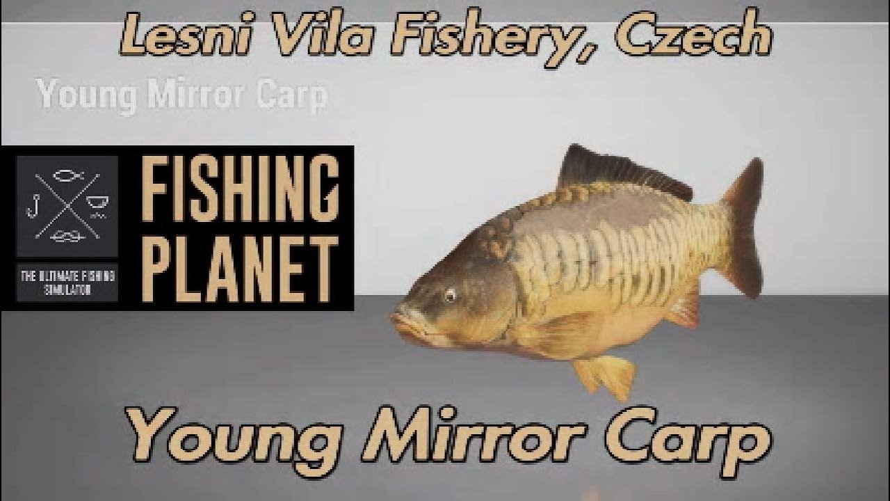 Молодой зеркальный карп Lesni Vila Fishery Czech Fishing Planet Guide