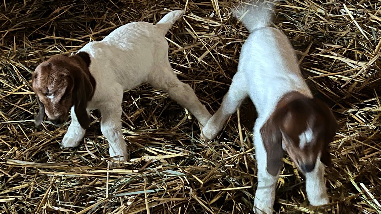 Momma goat won&rsquo;t let her babies nurse
