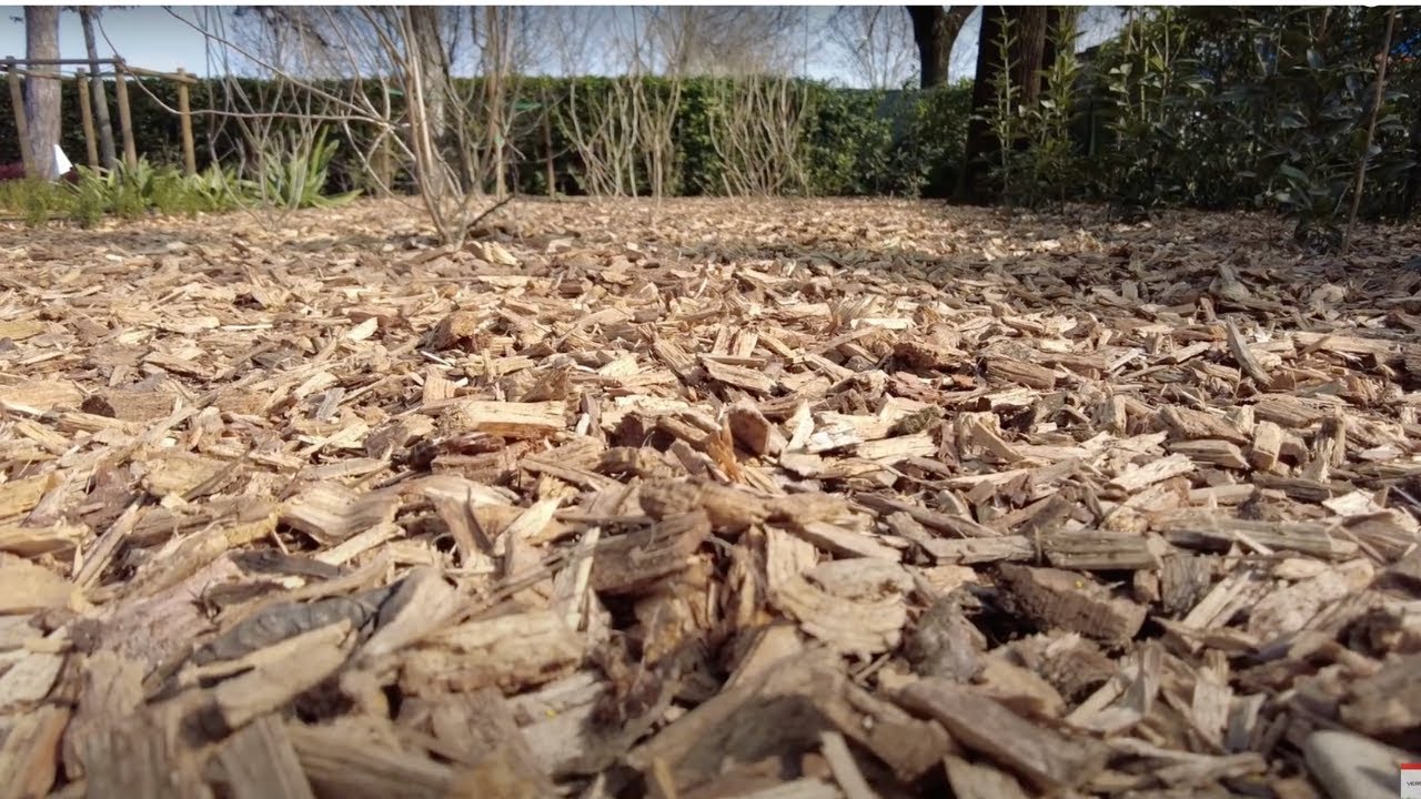 PACCIAMATURA di CIPPATO (videospiegazione)