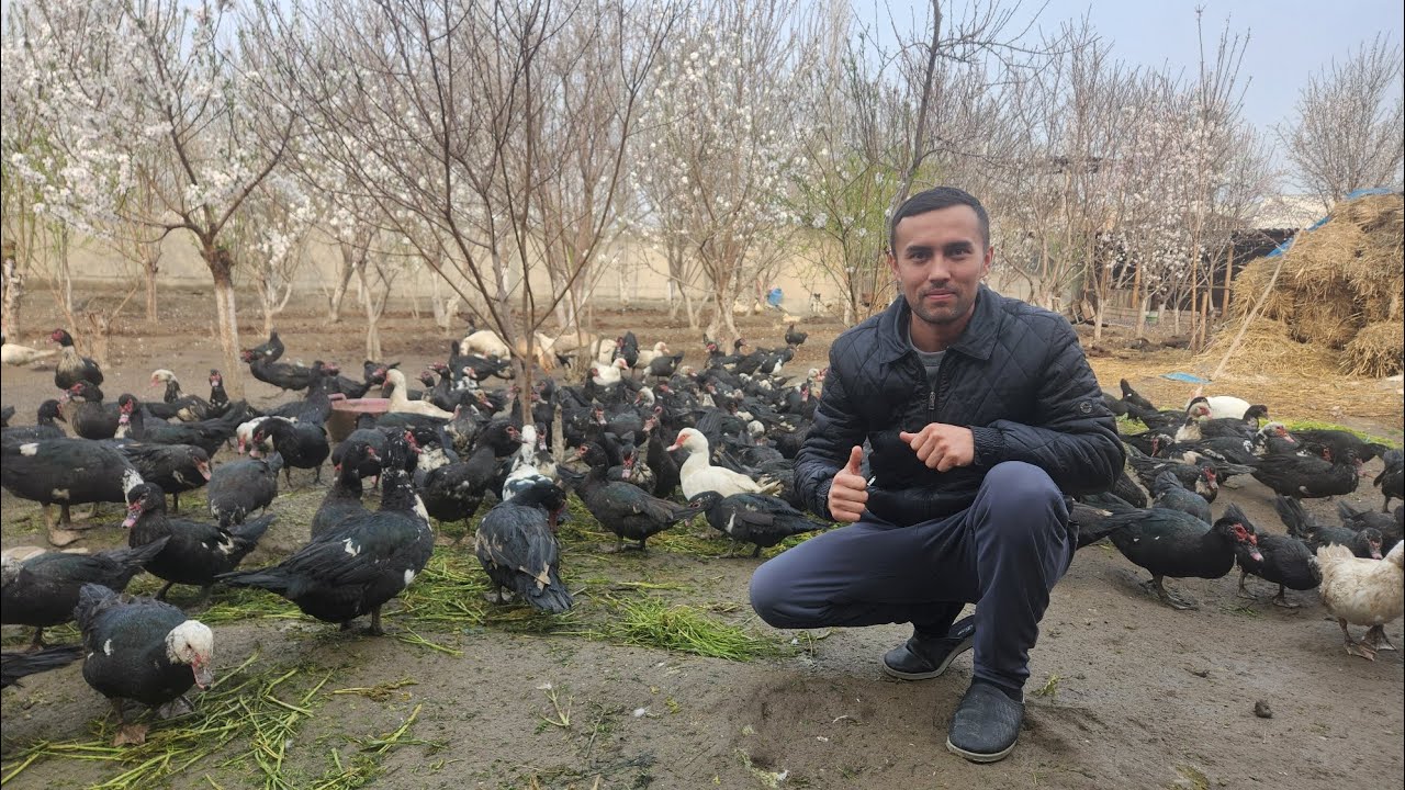 94 155 41 41 INDOUTKA BOQISHDAGI SIZ BILMAGAN XATOLIKLAR VA TAVSIYALAR