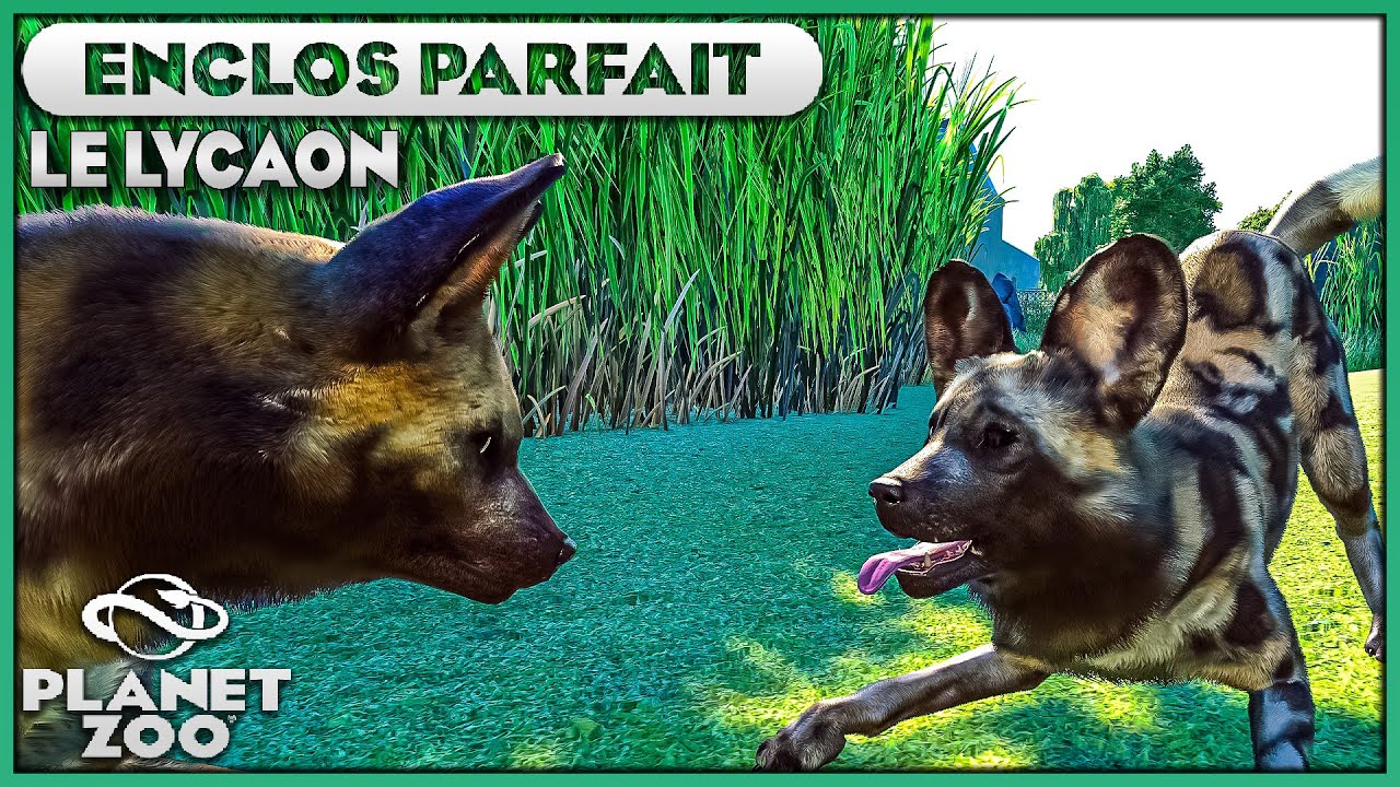 Les Lycaons (Terre Africaine) | LES ENCLOS PARFAITS : EPISODE 44 | PLANET ZOO