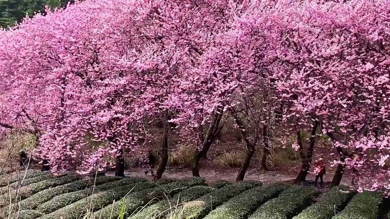 武陵農場櫻花季｜評價No.1的茶園區盛開，整片櫻花林道粉紅夾雜，美到爆表！