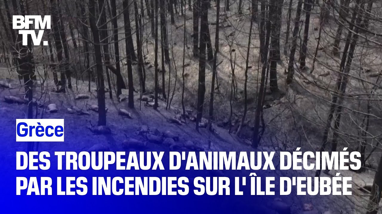 Grèce: des troupeaux d'animaux décimés par les incendies sur l'Île d'Eubée