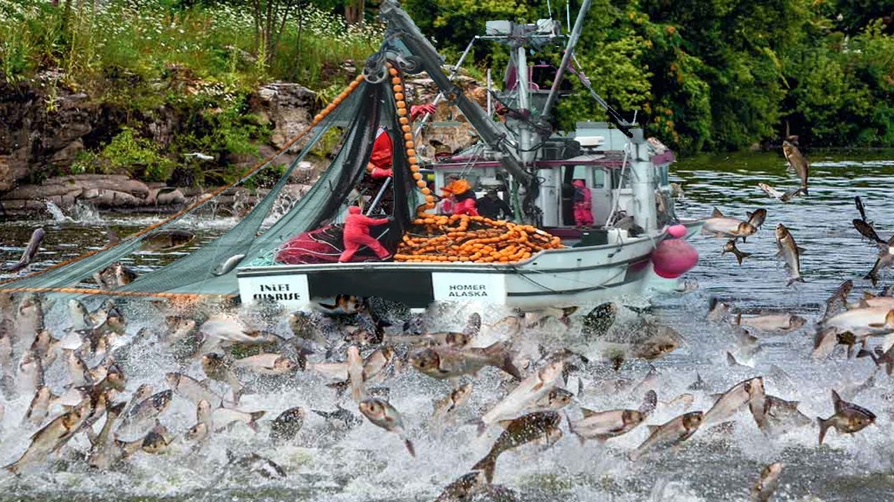 Amazing Commercial Salmon Fishing in Alaska - Net Fishing Catching Big Hundreds of Tons on the Boat