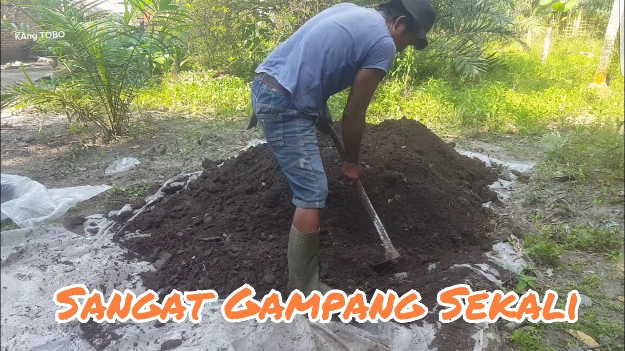 Cara Gampang Fermentasi Kotoran Sapi Yang Banyak