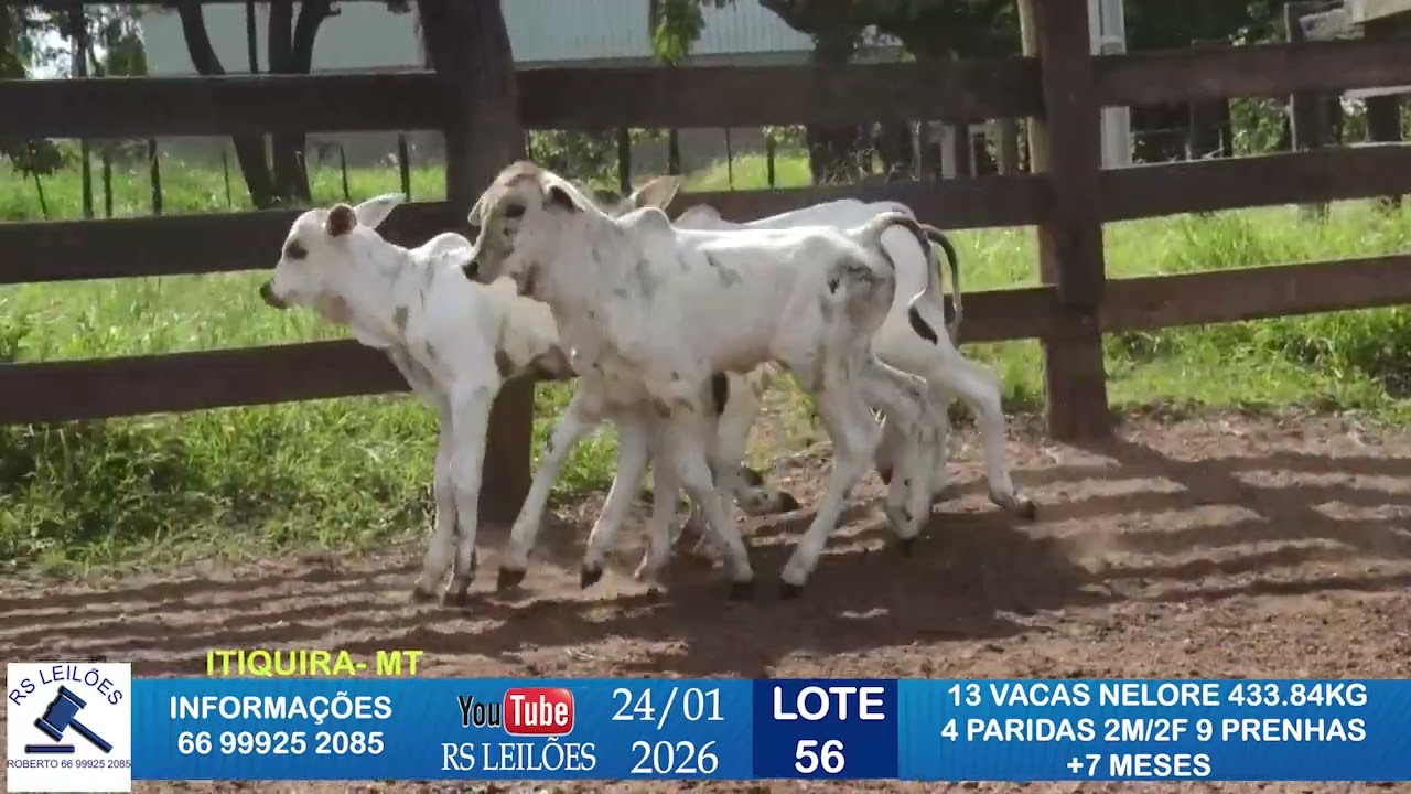 LOTE 56 - 13 VACAS NELORES - 433,84 KG - 4 PARIDAS 2M/2F - 9 PRENHAS +7 MESES