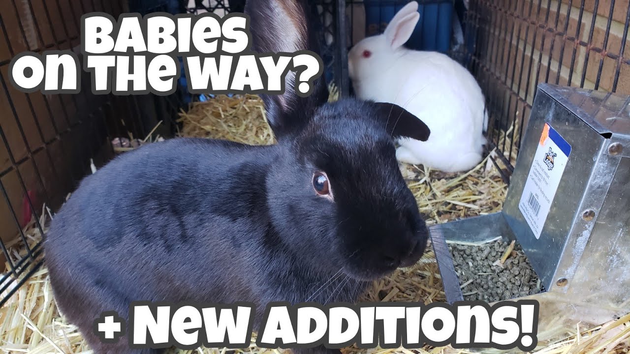 Huge Rabbit Update & Breeding