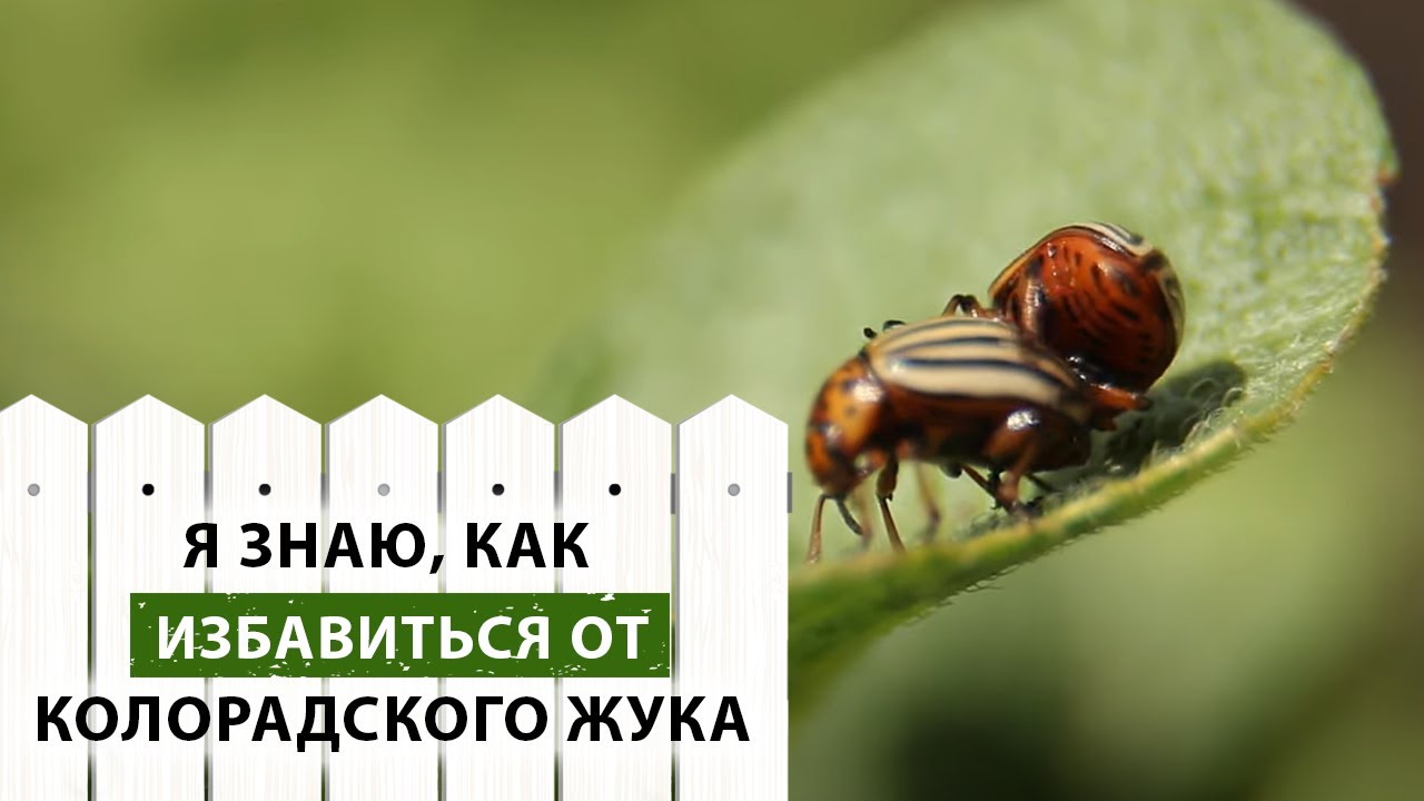 Борьба с колорадским жуком