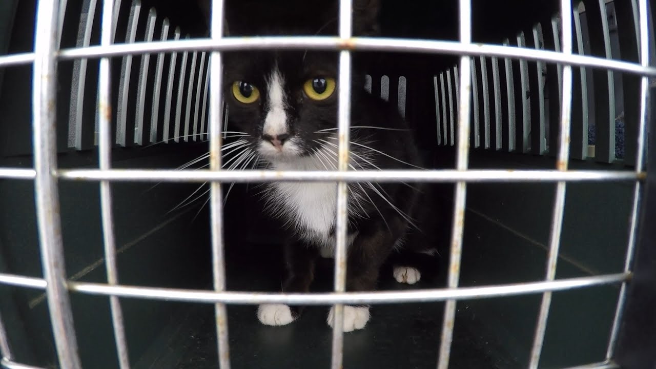 Spayed