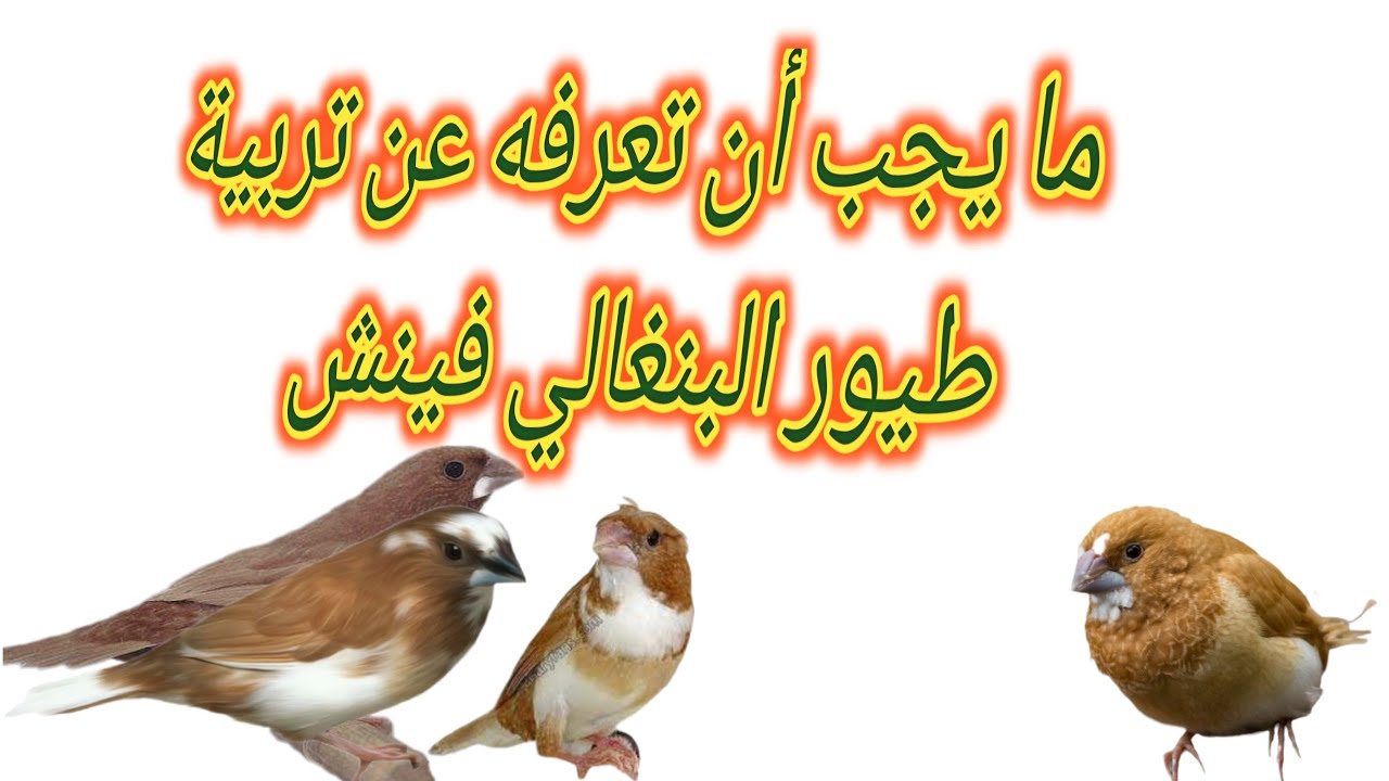 معلومات حول تربية البنغالي فينش(@4-G040 )
