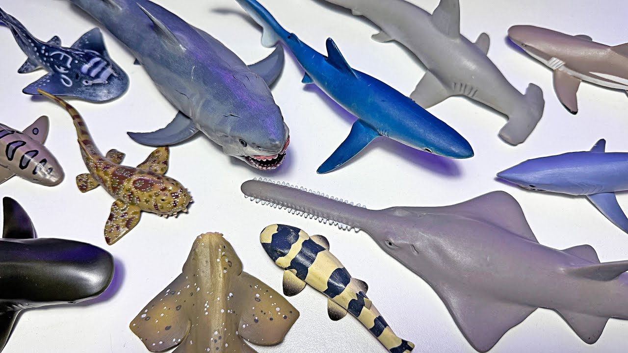 Types of Sharks - Shark Toys, Zebra Shark, Blue Shark, Great White Shark, Sawfish, Whaleshark, Frill
