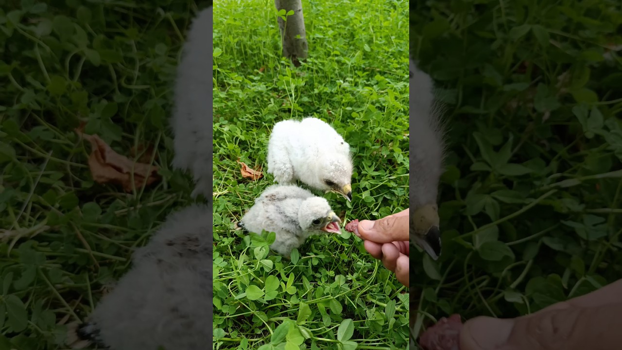 Feeding a booted eagle chick and a falcon chick in the nature! #birds #feeding #eagle #falcon