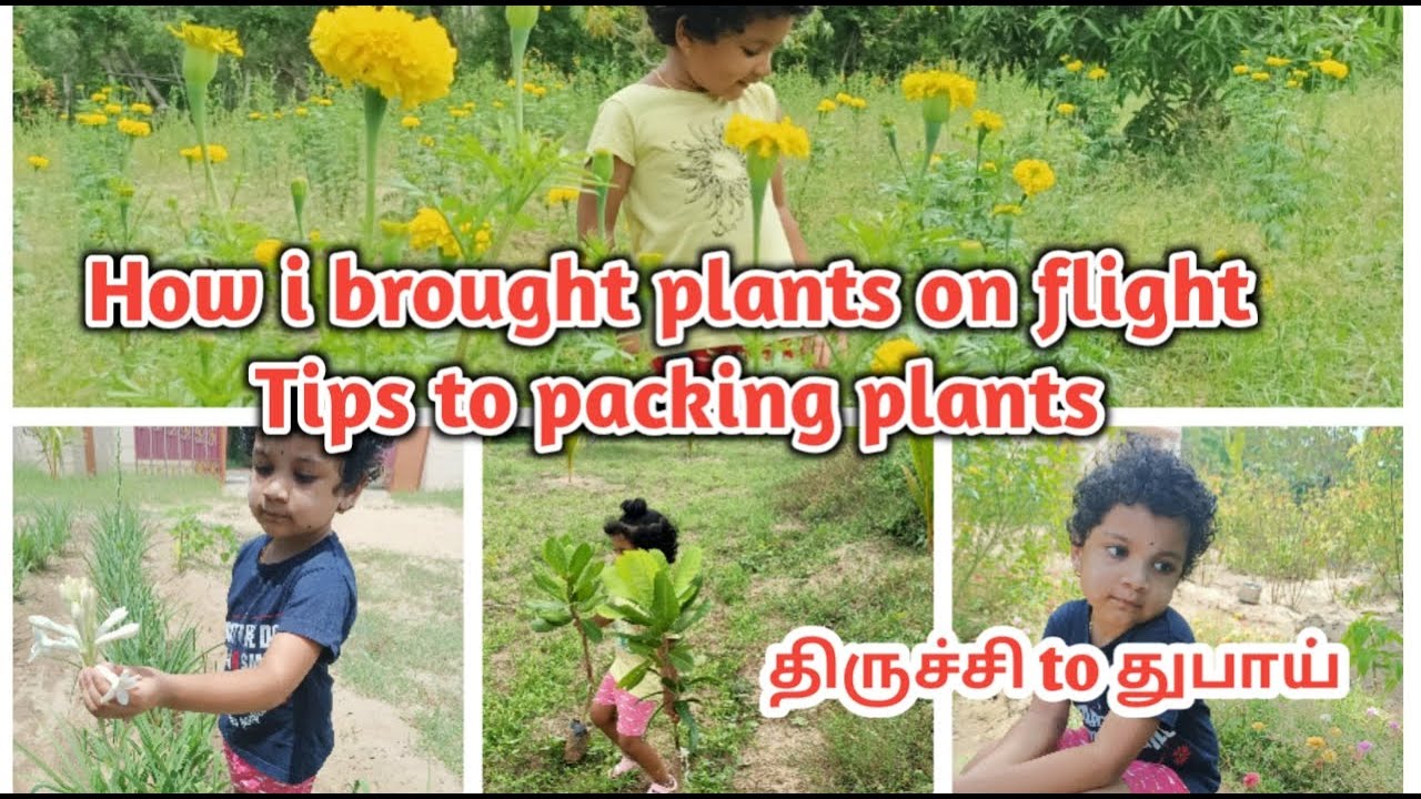 How to fly with plants|India to Dubai plants|How i brought plant on flight  Flight travel with plant