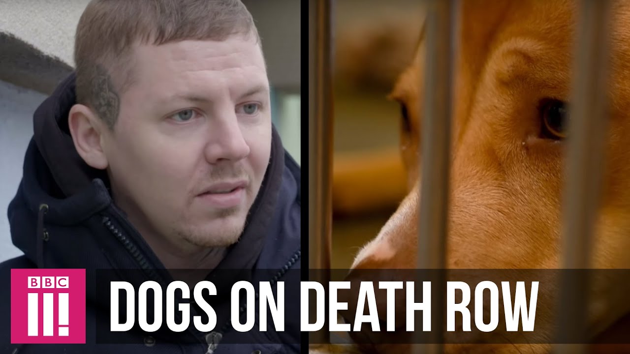 Professor Green | The Dogs On Death Row