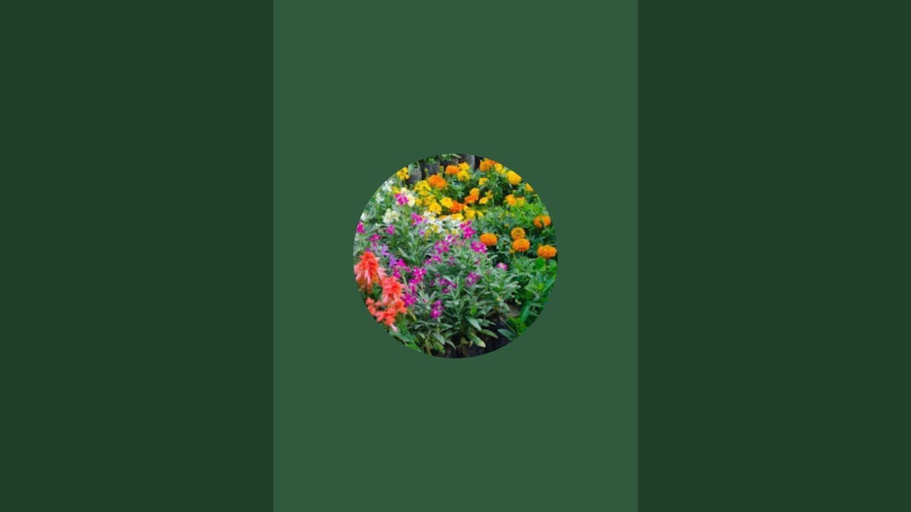 Daily Happiness lifestyle  is live