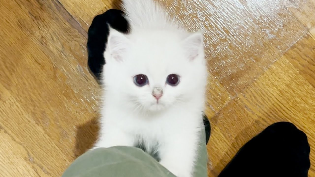 A cute kitten will meow loudly, so feed it
