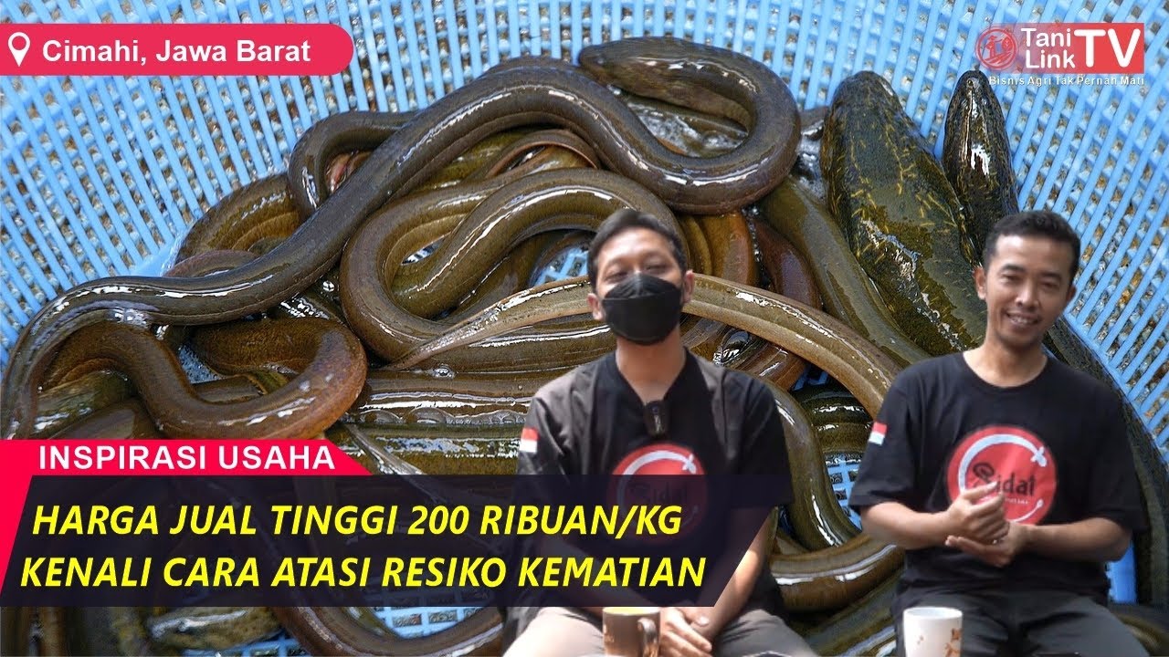 Mantan Marketing Sukses Alih Profesi Jadi Pembudidaya Ikan Sidat (Unagi) Untuk Pasar Lokal
