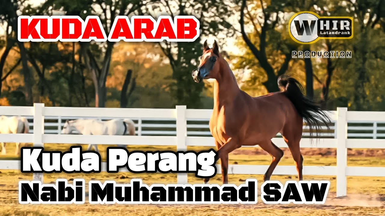 Kuda Arab... Kuda Tercepat Dan Kuda Perang Nabi Muhammad SAW (Whir Latandrank) Arabian Horse