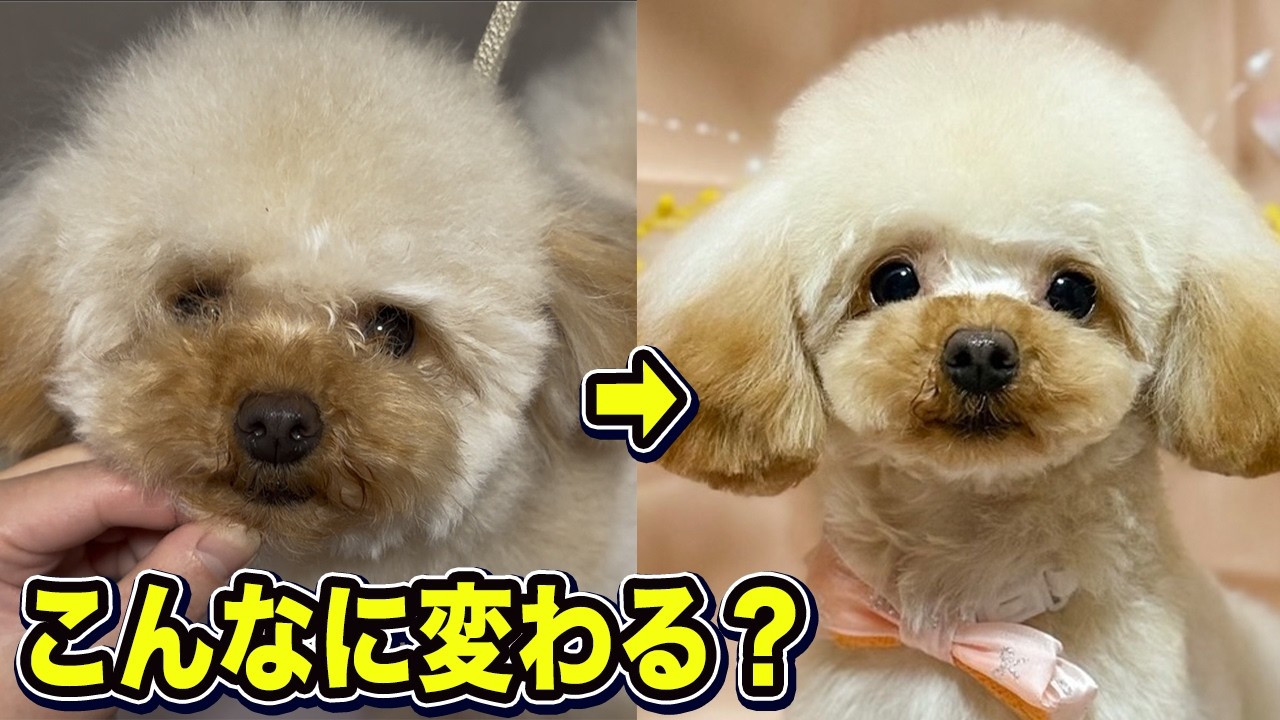 前のサロンでは無理だった…トリマーが本気で仕上げた結果【トイプードル】