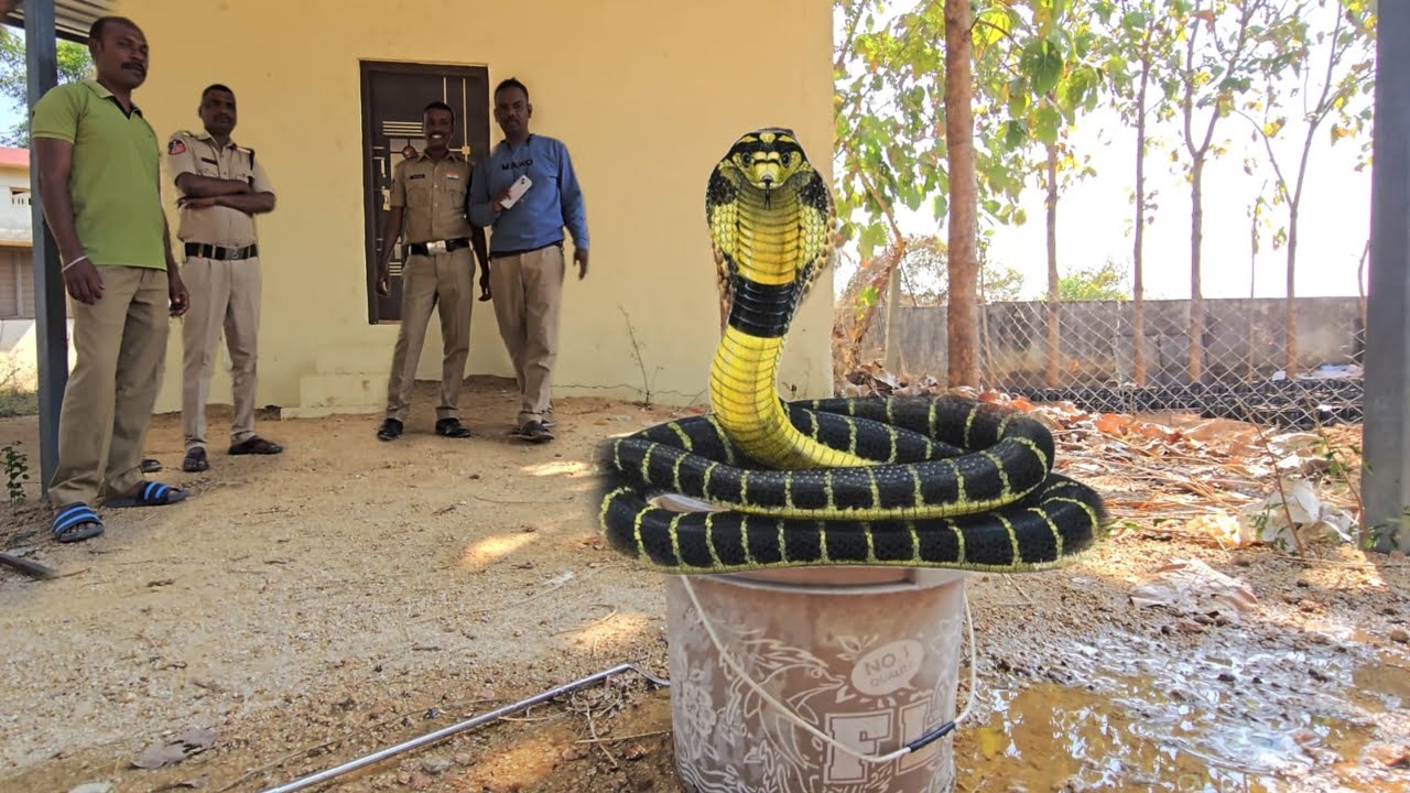 #Indian #spectacled venomous cobra snake Rescue. ఫైర్ స్టేషన్ నందిపేట్|| 7396969617