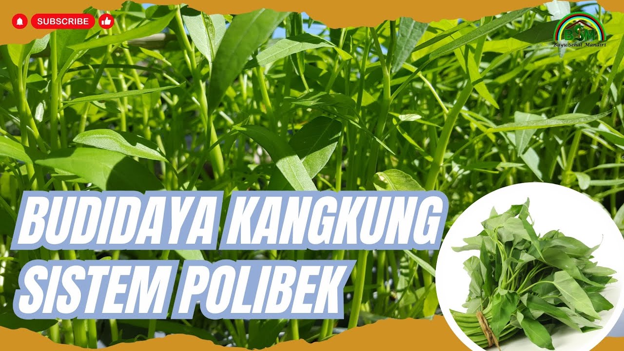 BUDIDAYA KANGKUNG DI PERKOTAAN