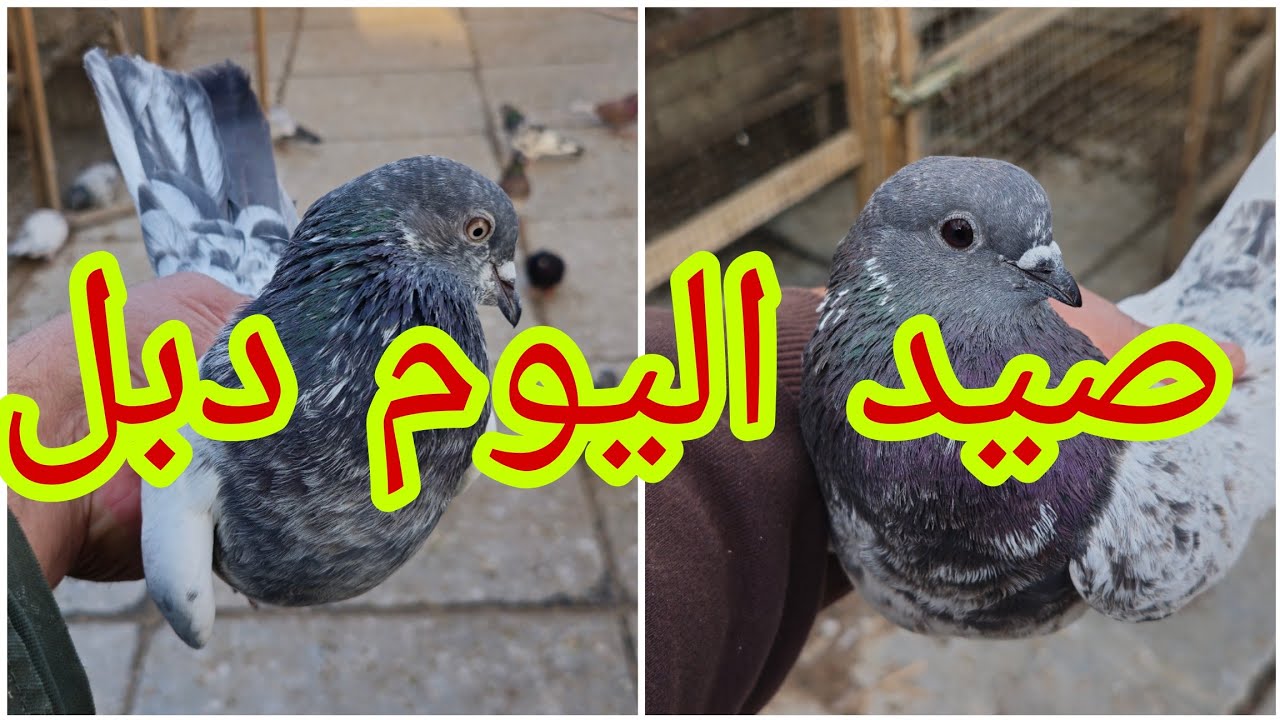 😍😍جمعه مباركه عليكم واحلا صيد دبل 🥰طيرت البصراويات بلشرجيه ونسه🥰@