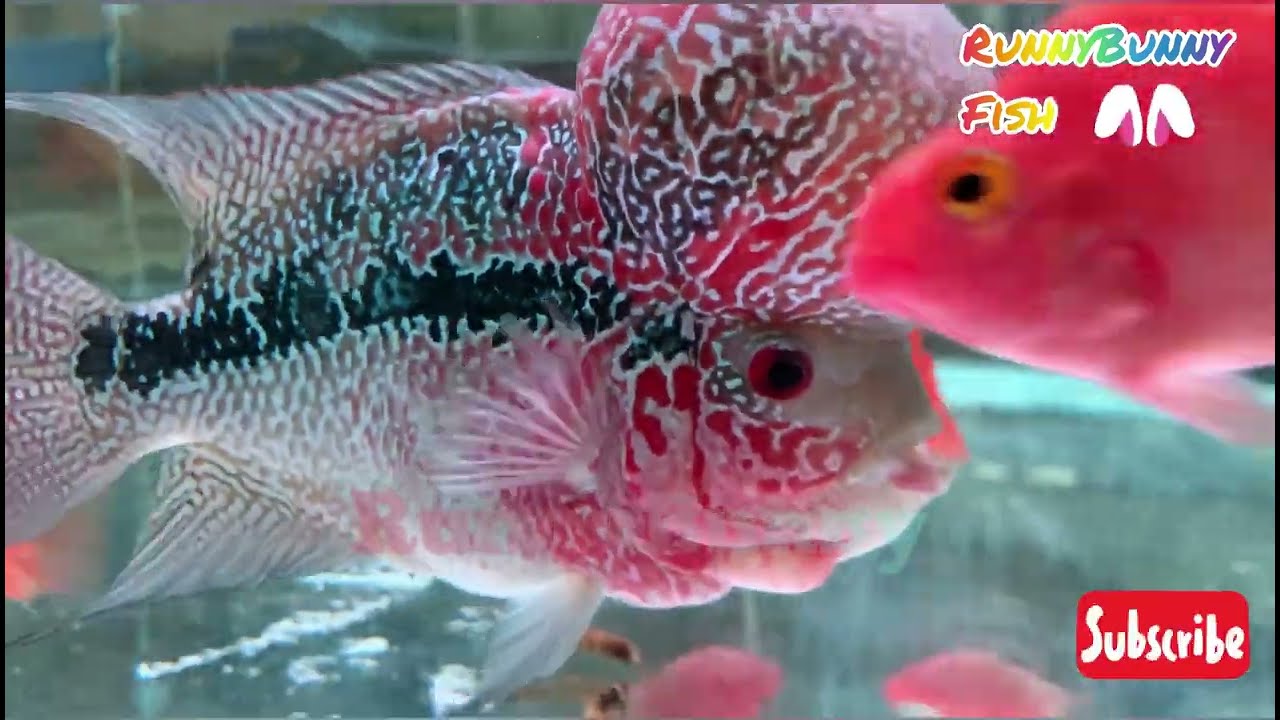 Lionhead Fish & Live Worms