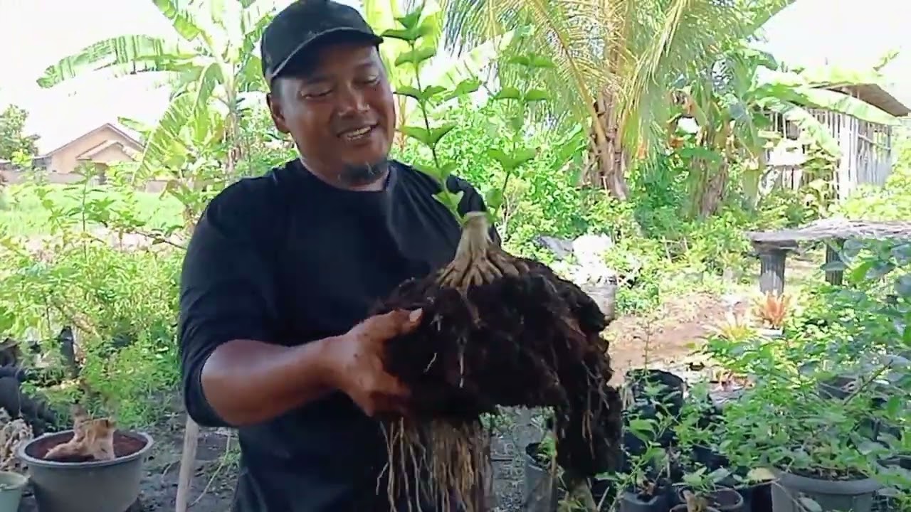 Tips dan Trik cara dasar bikin bonsai sancang lanjutan sancang mercy #shorts