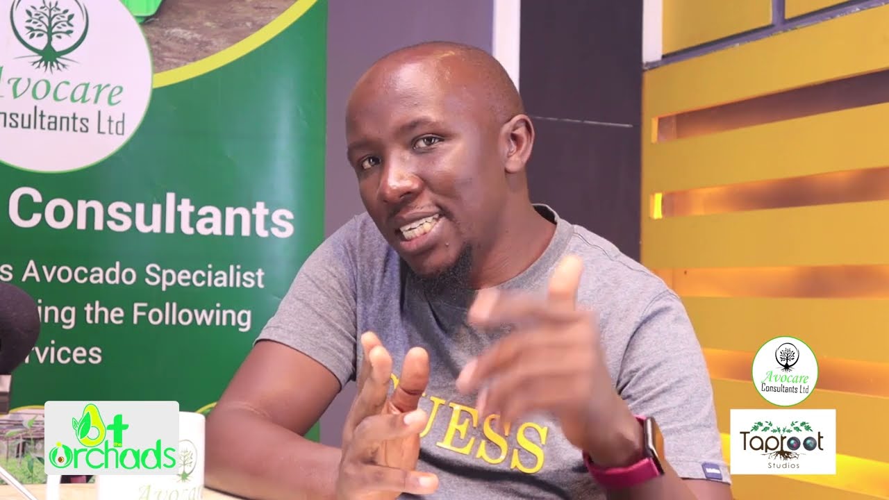 Understanding the Hass Avocado Market
