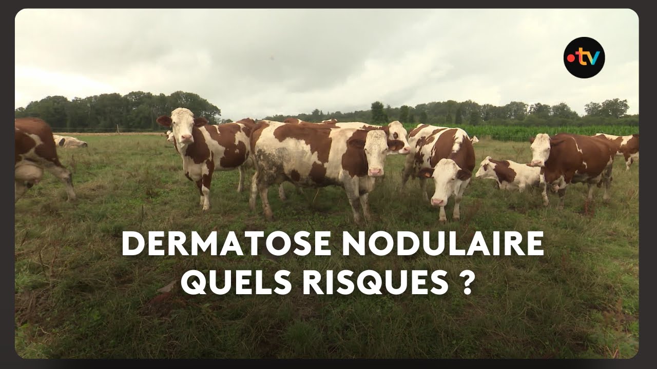 La dermatose nodulaire est dans les esprits des éleveurs en Bretagne