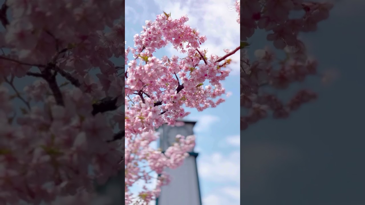 #japanspring2025 #ytjp #japantravel